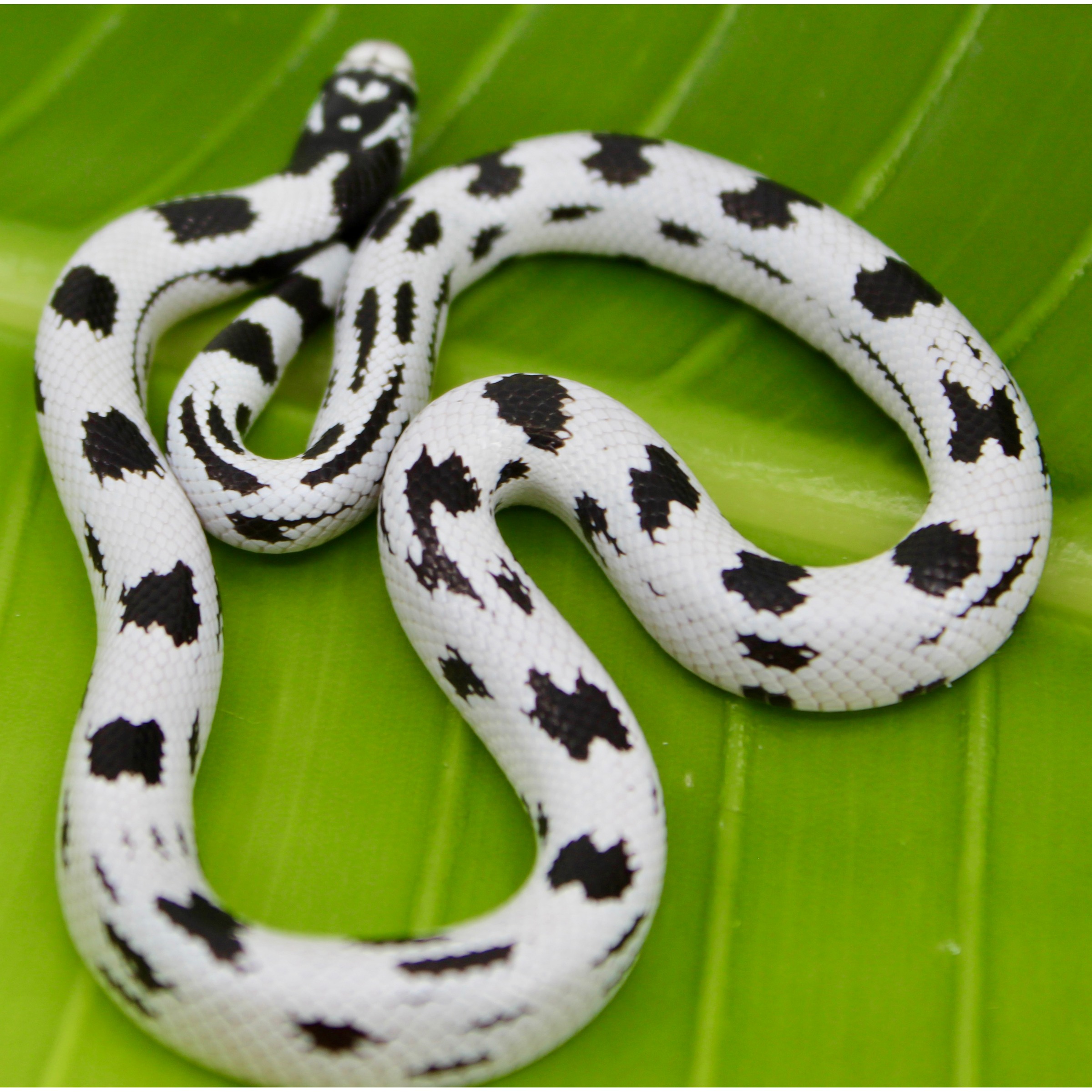 White snake with black irregular blotches coiled on a bright green leaf