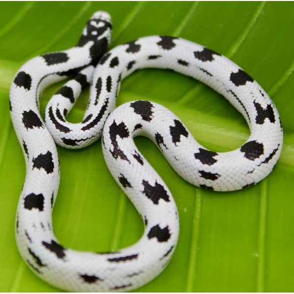 White snake with black irregular blotches coiled on a bright green leaf