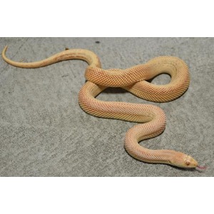 Yellowish tan snake curved on gray pavement, forked tongue flicking.