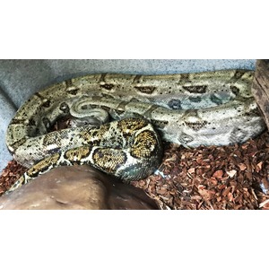Large patterned python coiled on brown mulch inside a terrarium.