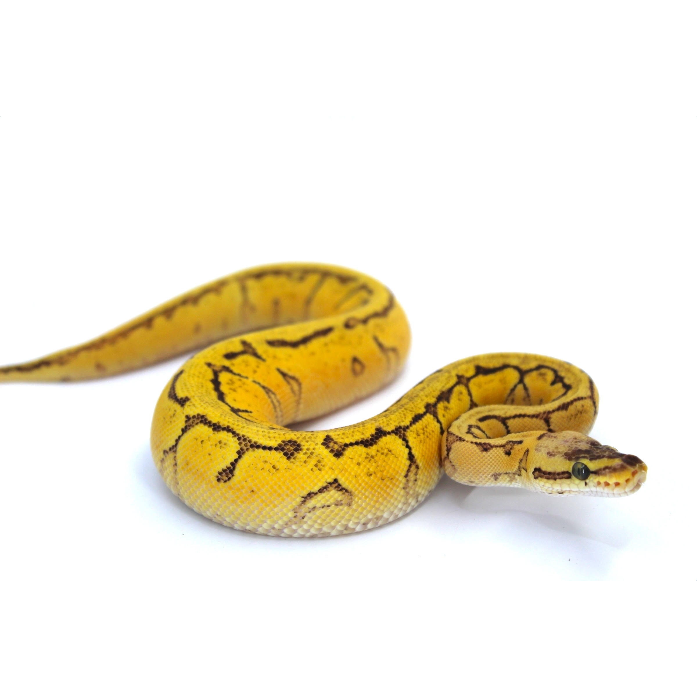 Yellow patterned snake coiled on a white surface, head in the foreground.
