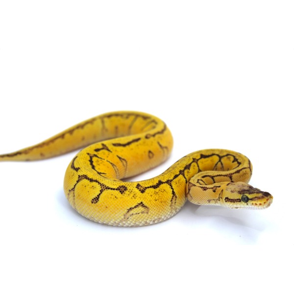 Yellow patterned snake coiled on a white surface, head in the foreground.