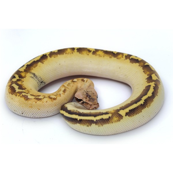 A pale yellow and brown patterned snake coiled on a white surface.