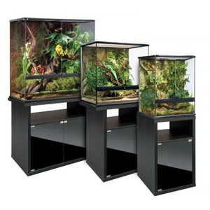 Three glass terrariums with lush tropical plants atop black display stands of varying heights.