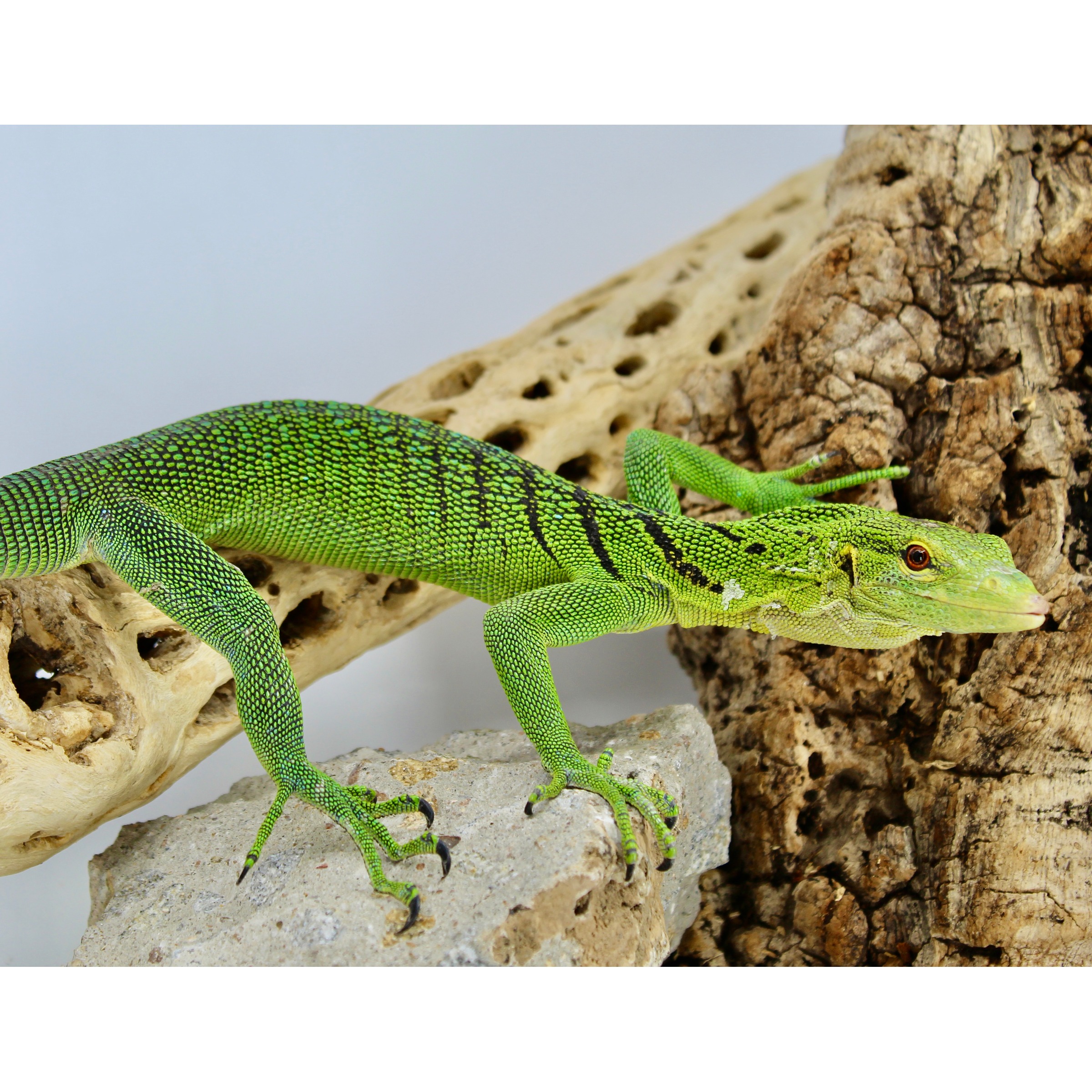 Green lizard with black stripe patterns sits on a rock beside rugged wood.