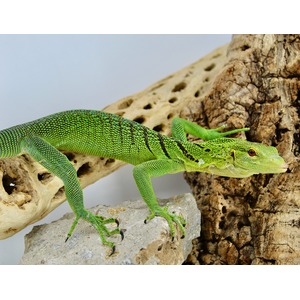 Green lizard with black stripe patterns sits on a rock beside rugged wood.