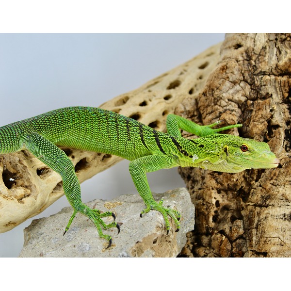 Green lizard with black stripe patterns sits on a rock beside rugged wood.