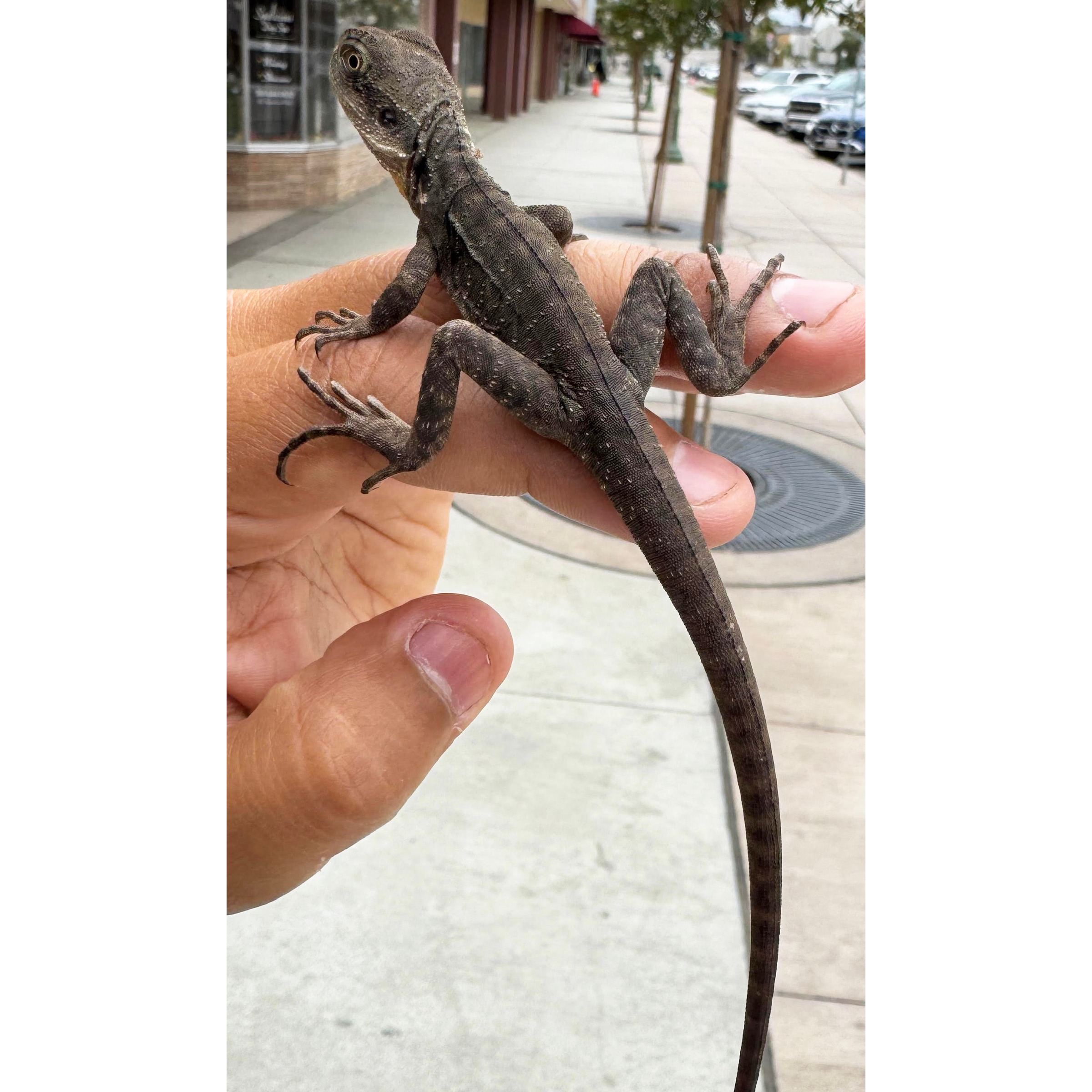 Brown textured lizard rests on a human hand with a sidewalk in the background