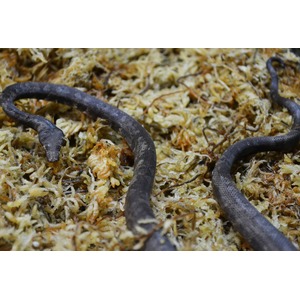 Two dark, slender snakes on a bed of yellow moss and lichens.