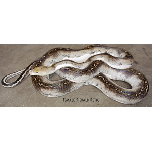 Coiled female piebald reticulated python on a concrete floor with yellow and black markings.