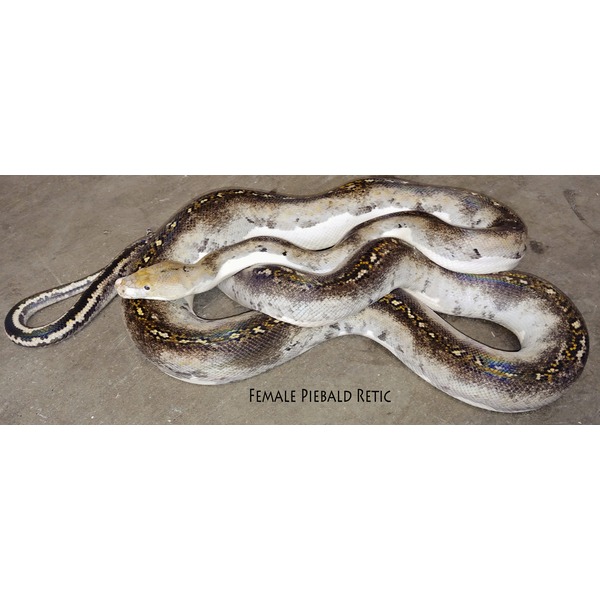 Coiled female piebald reticulated python on a concrete floor with yellow and black markings.
