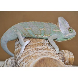 Colorful chameleon perched on a textured beige branch; blue-green body, spiny crest, and green eye.