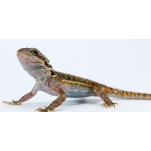 Close-up of a bearded dragon lizard facing left on a white background.