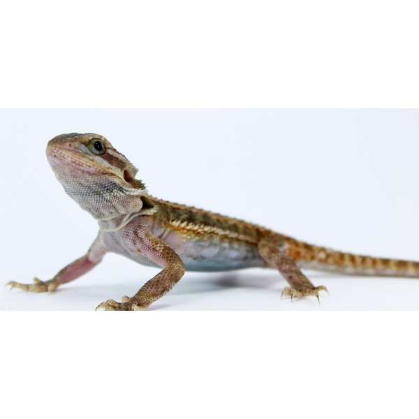 Close-up of a bearded dragon lizard facing left on a white background.