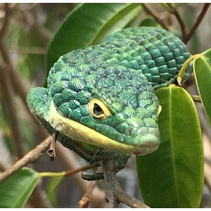 Close-up of a green, scaly lizard with a yellow eye perched on a branch among glossy leaves.