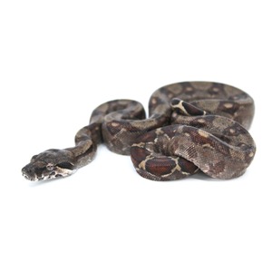Coiled brown patterned snake on a white backdrop.
