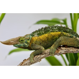 Horned chameleon with green, yellow, and blue mottled skin resting on a textured branch.