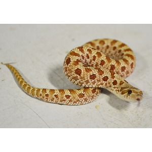 Coiled corn snake with orange-brown saddle patterns on beige scales on a pale floor.