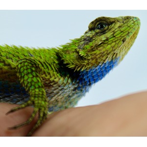 Close-up of a vibrant green lizard with blue scales along its belly perched on a hand.