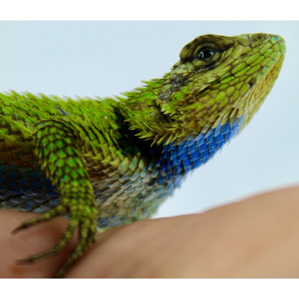 Close-up of a vibrant green lizard with blue scales along its belly perched on a hand.