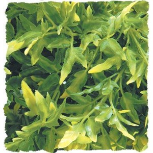 Dense, glossy yellow-green leaves of an ornamental shrub.