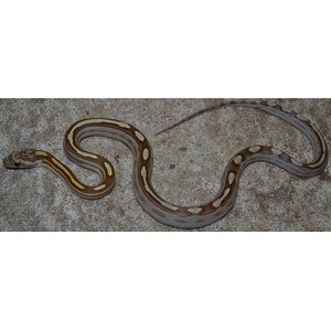 Coiled brown snake with yellow saddles on a rough stone surface.