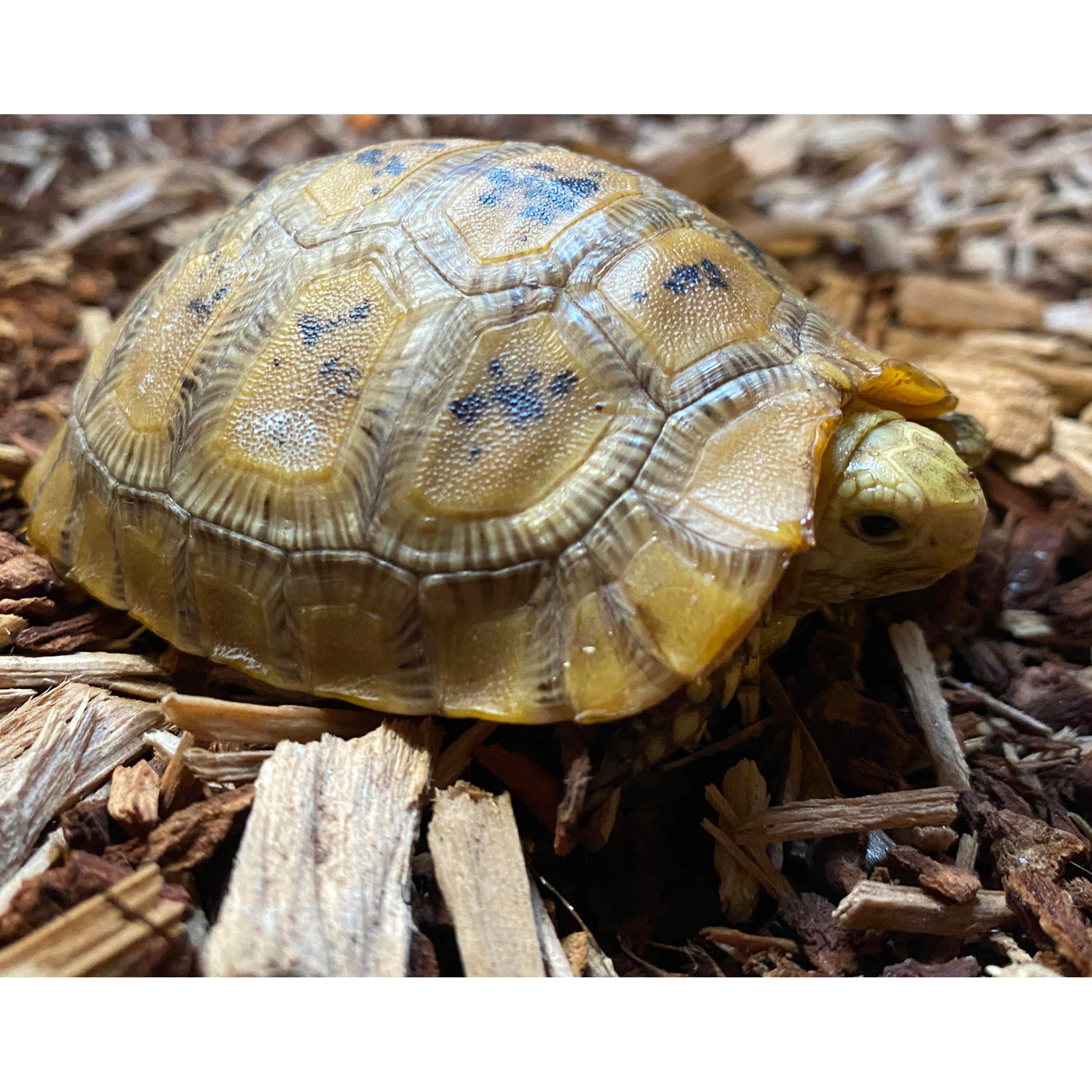 Small yellow-brown tortoise with patterned shell resting on wood chips.