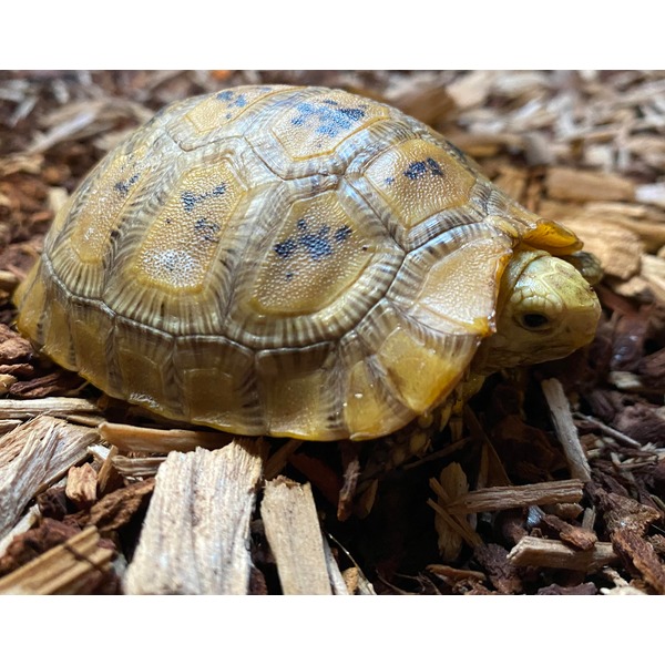 Small yellow-brown tortoise with patterned shell resting on wood chips.
