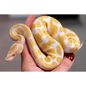 Yellow and white patterned snake coiled on a person's hand