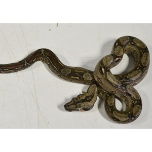 Patterned snake on a light surface, partially coiled with its head near the body.