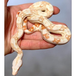 Cream and orange patterned snake coiled on a person's hand.