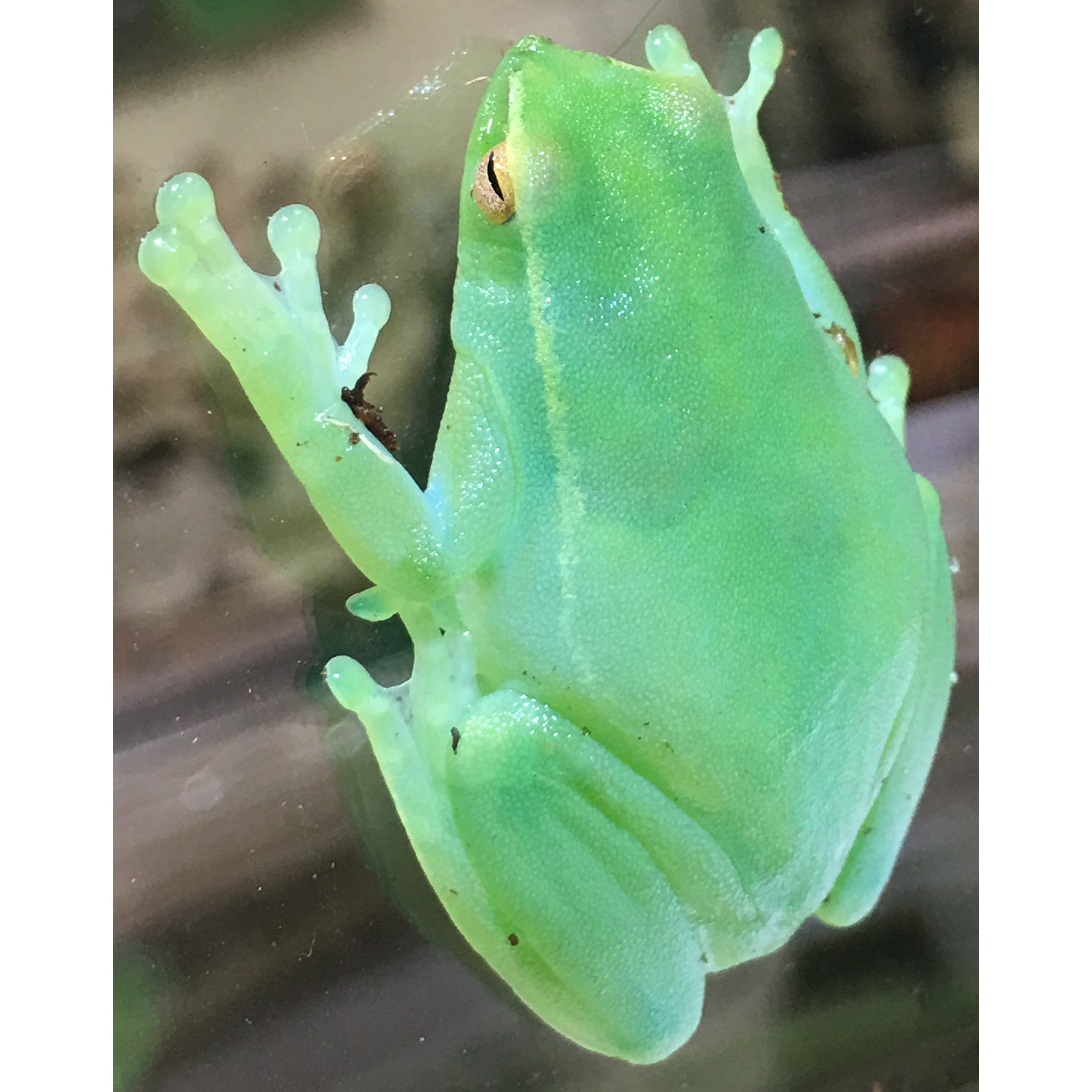 Orinoco Lime Green Glass Frogs (aka hatchet faced frogs) | LLLReptile