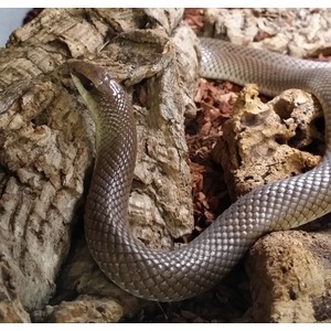 Grey snake with textured scales coils around jagged rocks; head near a crevice.