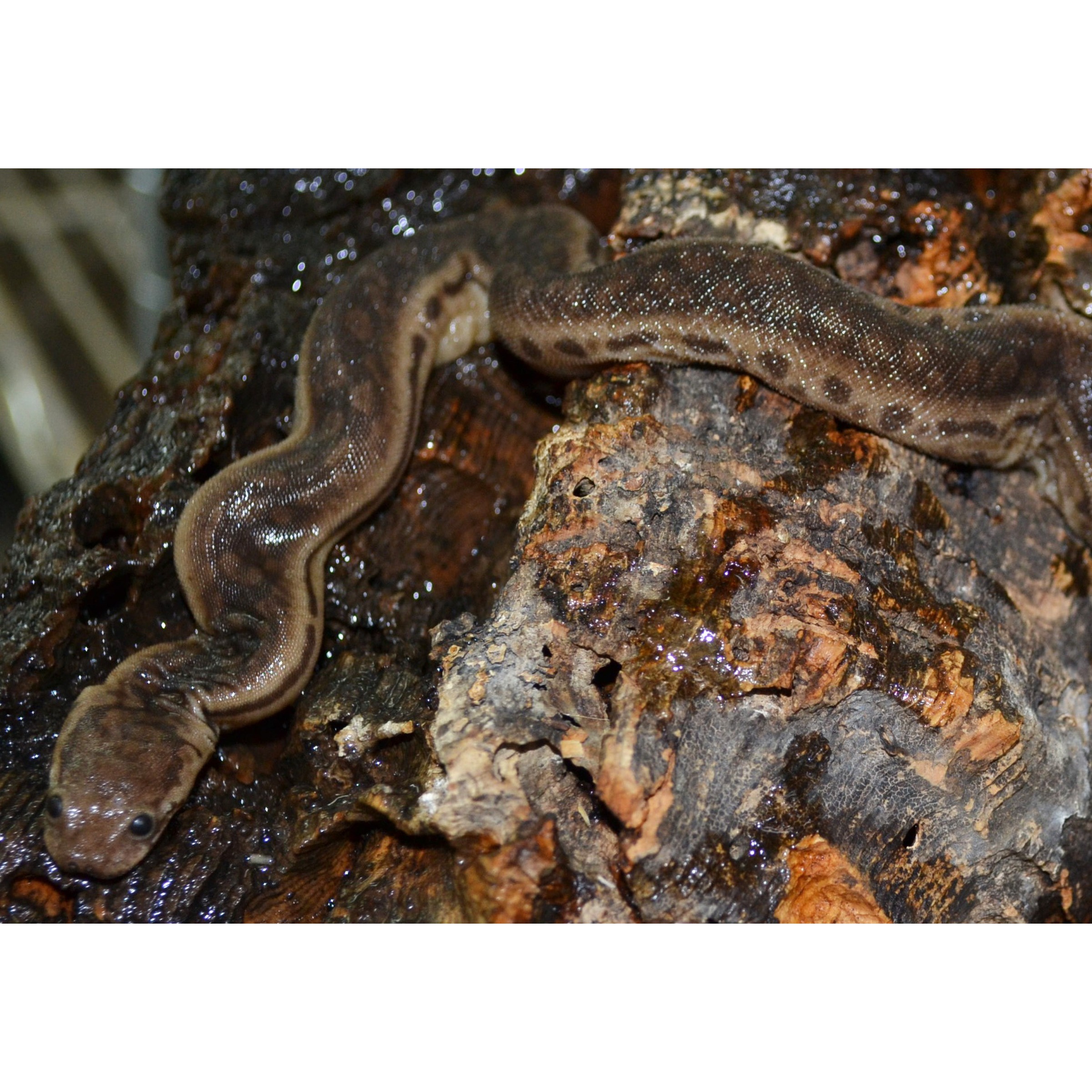 Brown, glossy snake draped on a wet, rocky surface.