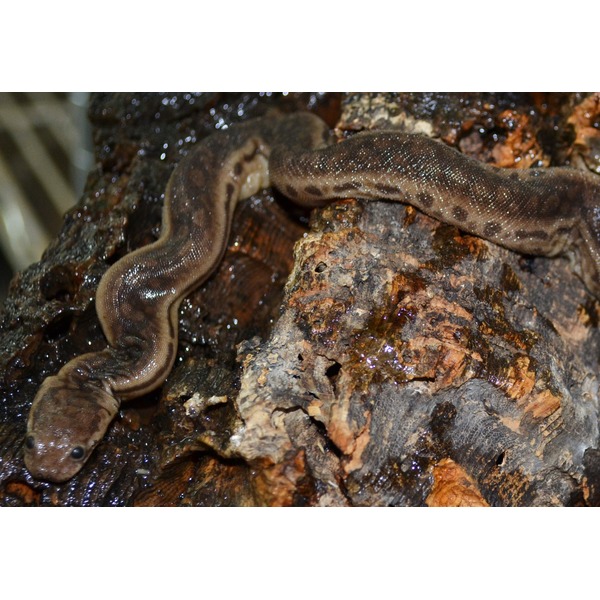 Brown, glossy snake draped on a wet, rocky surface.