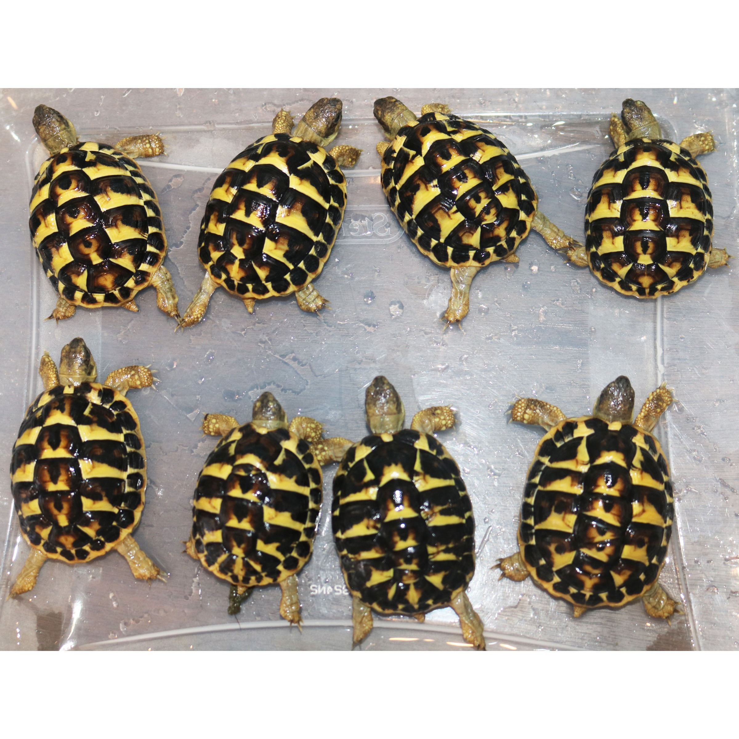 Eight small turtles with yellow and black patterned shells on a wet gray surface.