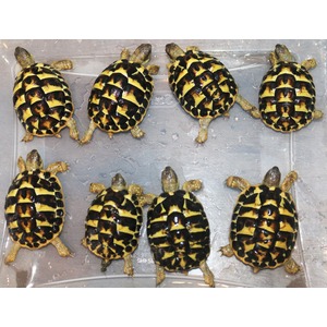 Eight small turtles with yellow and black patterned shells on a wet gray surface.