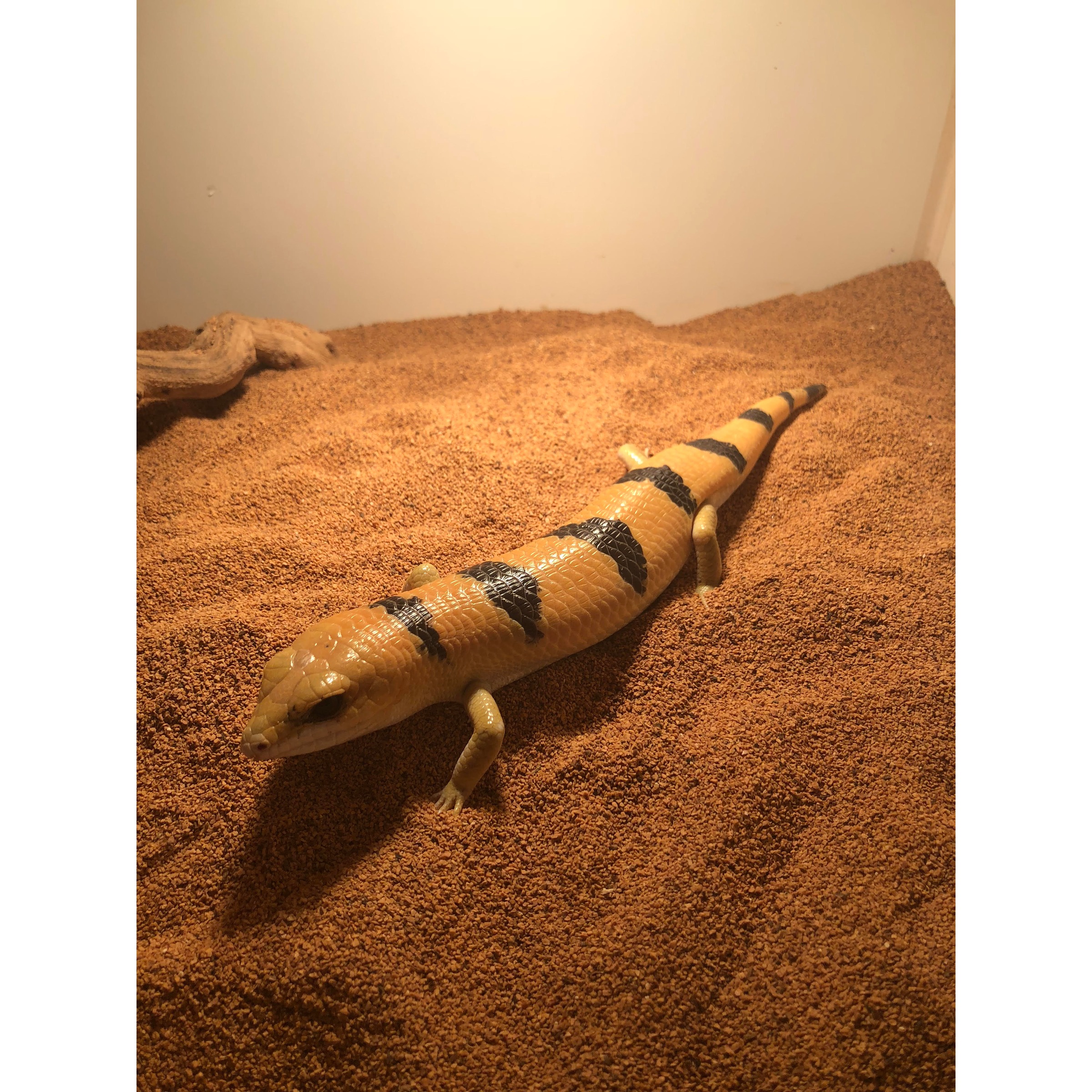 Pale yellow lizard with bold black bands lying on sandy terrarium substrate.