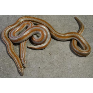 Two orange and white striped snakes coiled on a concrete surface.