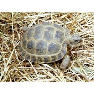 Small tortoise with a patterned shell rests on dry straw