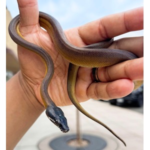 Small dark-headed snake with grey and yellow scales coiled on a human hand