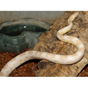 Cream-colored snake coils along a rough log beside a greenish water dish.
