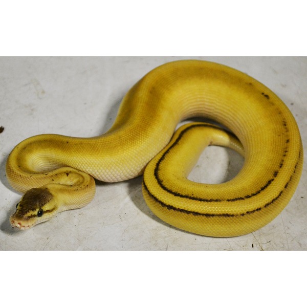 Bright yellow snake coiled on a light surface, with dark dorsal stripes along its back.