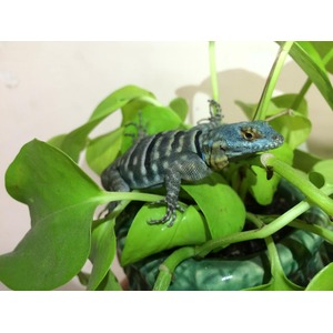 Blue iguana with striped body perched on a leafy green plant.