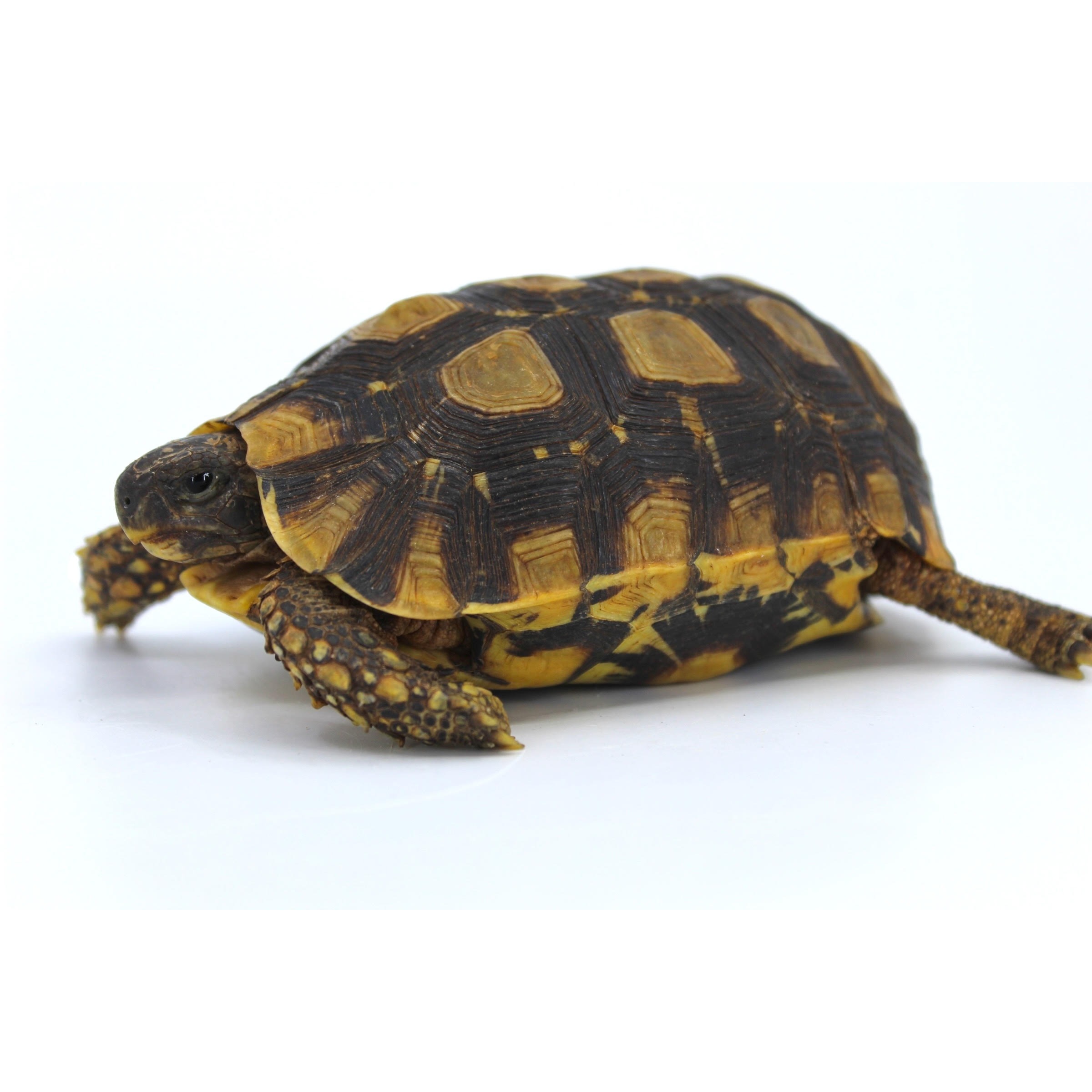 Speke's Hinge-back Tortoises For Sale | LLLReptile
