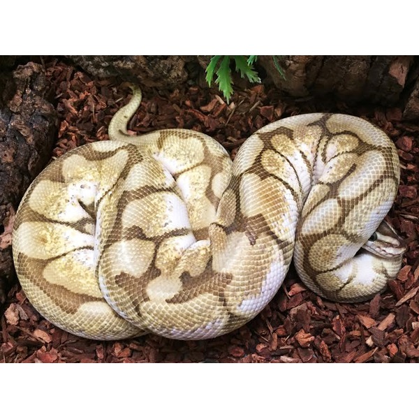 Adult Butter Bee Ball Pythons | LLLReptile