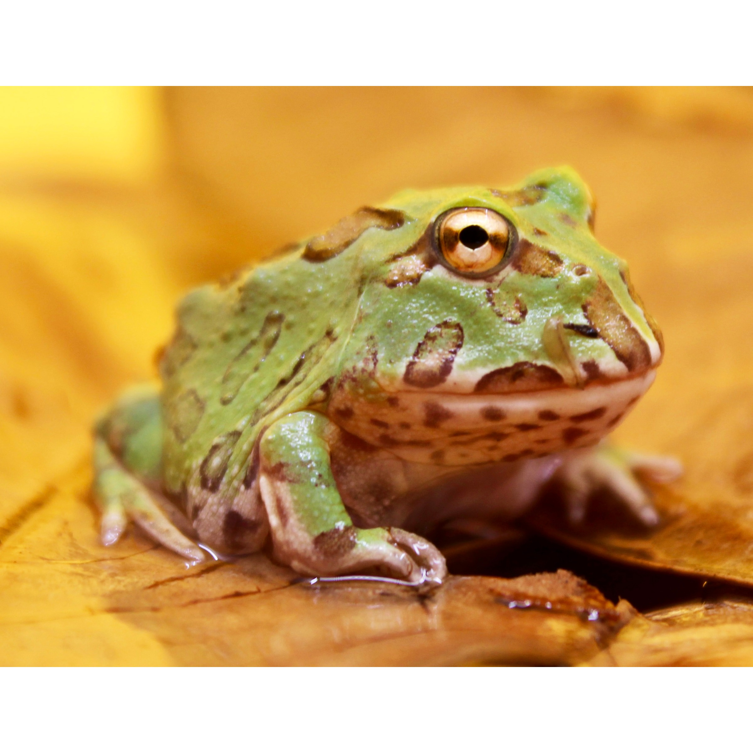 Close-up of a green spotted frog resting on a yellow leaf.
