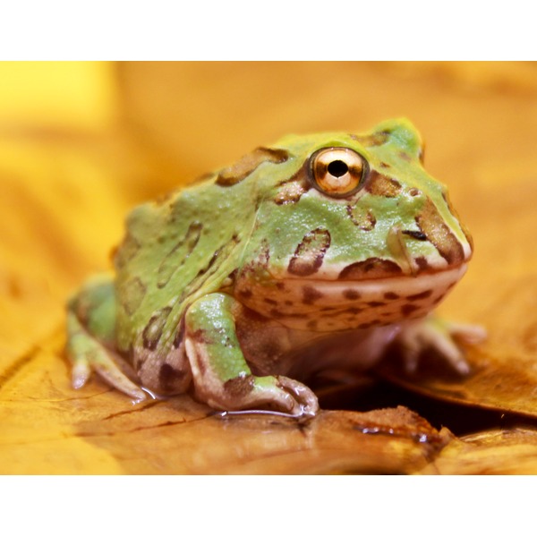 Close-up of a green spotted frog resting on a yellow leaf.