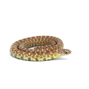Coiled brown snake with yellow crossbands on a white background, head facing right.