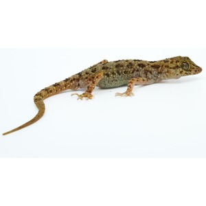 Brown speckled gecko with green belly and segmented tail on white